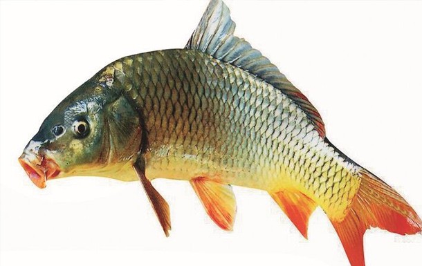 什么餌料香精能讓鯉魚吃得死心塌地？