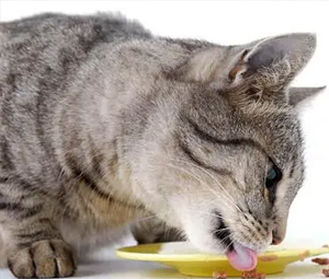 貓飼料香精-魚味香精